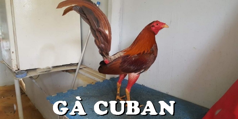 Gà Cuban - Chiến Kê Đa Tài, Dũng Mãnh Nổi Tiếng Đông Nam Á